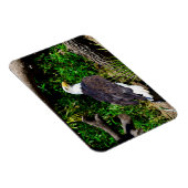 Flexible Bald Eagle - Magnet (Côté Droit)