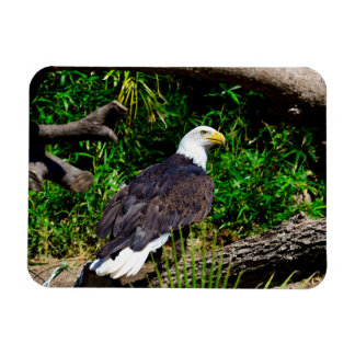 Flexible Bald Eagle - Magnet