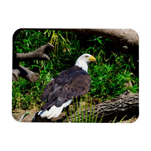 Flexible Bald Eagle - Magnet (Horizontal)