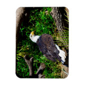 Flexible Bald Eagle - Magnet (Vertical)