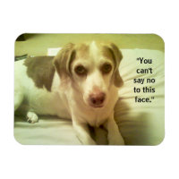 Beagle "Can't Say No to this Face" 3x4 Magnet