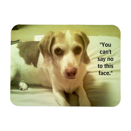 Flexible Beagle "Can't Say No to this Face" 3x4 Magnet (Horizontal)