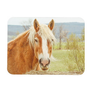 Flexible Beau Palomino Farm Horse Magnet