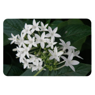 Flexible Belle Fleurs Tropicales Blanches Magnet Premium