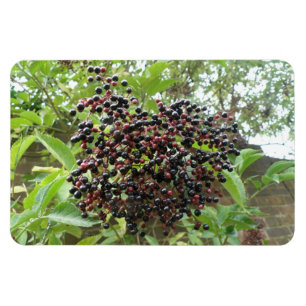 Flexible Blackberry Bonanza Premium Magnet