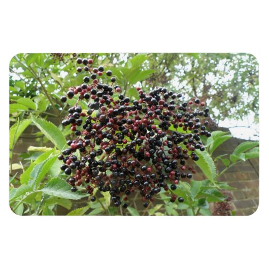Flexible Blackberry Bonanza Premium Magnet (Horizontal)