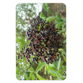 Flexible Blackberry Bonanza Premium Magnet (Vertical)