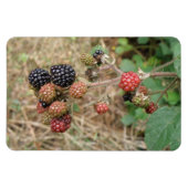 Flexible Blackberry Bonanza Premium Magnet (Horizontal)