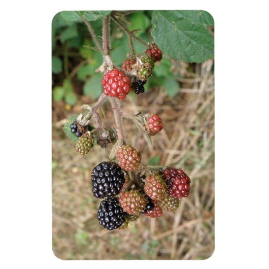 Flexible Blackberry Bonanza Premium Magnet (Vertical)