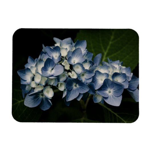 Flexible Blue Hydrangea 8514 Magnet Premium (Horizontal)