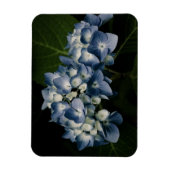 Flexible Blue Hydrangea 8514 Magnet Premium (Vertical)