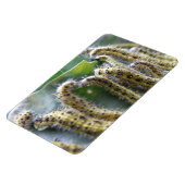 Flexible Chou affamé Blanc Caterpiliers Premium Magnet (Côté Gauche)