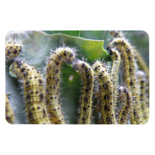 Flexible Chou affamé Blanc Caterpiliers Premium Magnet (Horizontal)