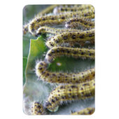 Flexible Chou affamé Blanc Caterpiliers Premium Magnet (Vertical)