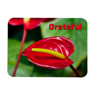 Flexible Citation gracieuse sur Red Peace Lily Magnet