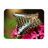 Flexible Clipper sur Pentas 3 Magnet Premium (Horizontal)