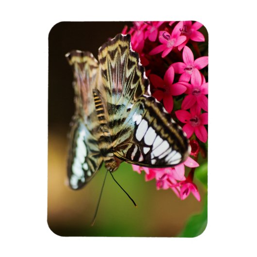 Flexible Clipper sur Pentas 3 Magnet Premium (Vertical)