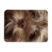 FLEXIBLE  "COCKAPOO" MAGNET (Horizontal)