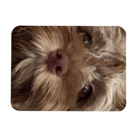 FLEXIBLE  "COCKAPOO" MAGNET (Horizontal)