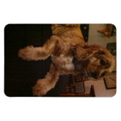 Flexible Cocker Spaniel Magnet (Horizontal)