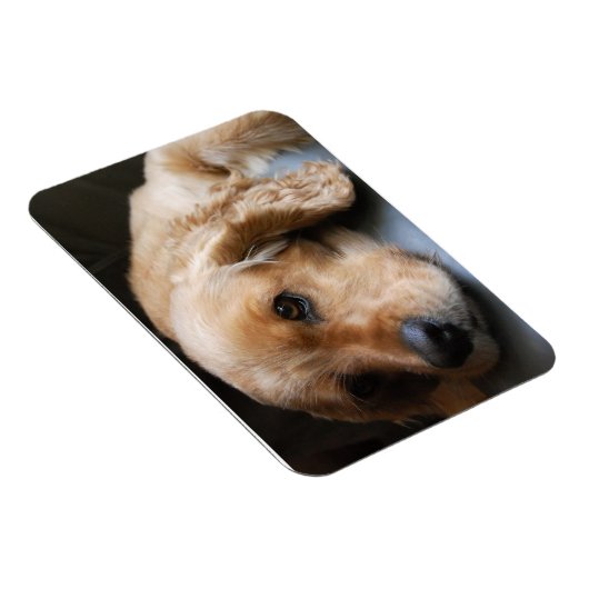 Flexible Cocker Spaniel Premium Magnet (Côté Droit)