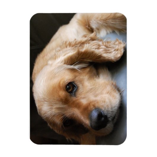 Flexible Cocker Spaniel Premium Magnet (Vertical)