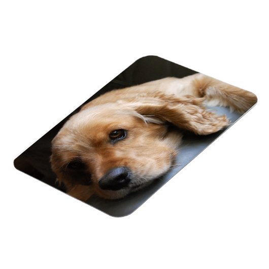 Flexible Cocker Spaniel Premium Magnet (Côté Gauche)