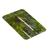 Flexible Colorado Aspens Designer Fridge Magnet (Côté Droit)