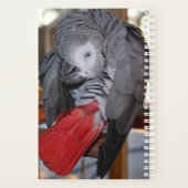 Flexible Congo perroquet gris africain avec queue (Dos)