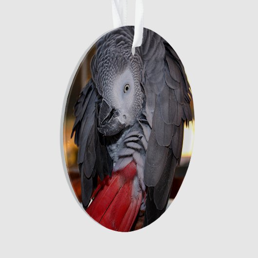 Flexible Congo perroquet gris africain avec queue  (devant)