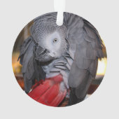 Flexible Congo perroquet gris africain avec queue  (dos)