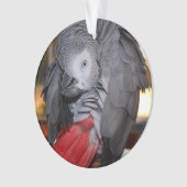 Flexible Congo perroquet gris africain avec queue  (devant)