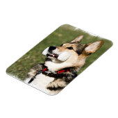 Flexible Corgi Magnet (Côté Gauche)