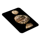 Flexible Cowrie Cones 2 Vinyl Magnet (Côté Droit)