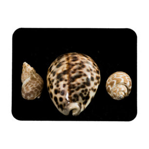 Flexible Cowrie Cones 2 Vinyl Magnet