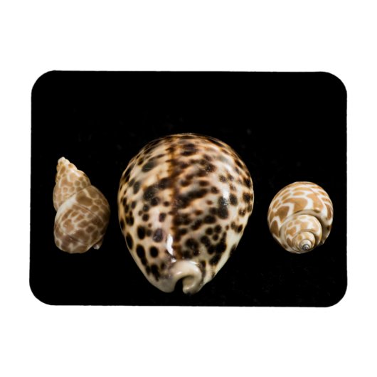 Flexible Cowrie Cones 2 Vinyl Magnet (Horizontal)
