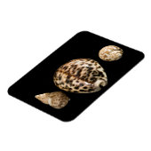 Flexible Cowrie Cones 2 Vinyl Magnet (Côté Gauche)