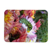 Flexible Cute Caterpillar sur Bed of Mums Magnet (Horizontal)