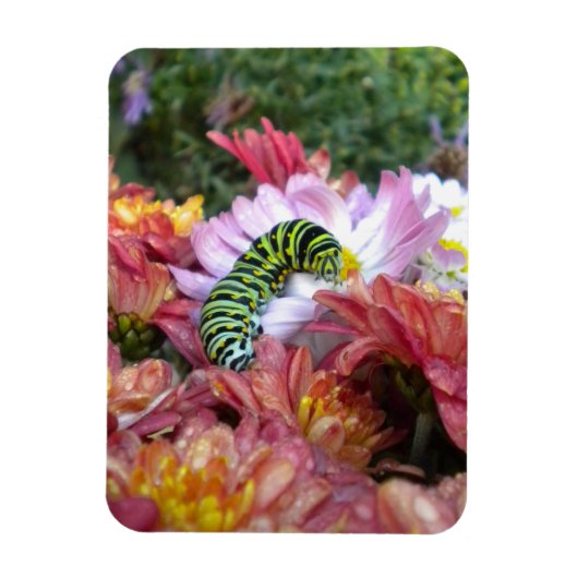 Flexible Cute Caterpillar sur Bed of Mums Magnet (Vertical)