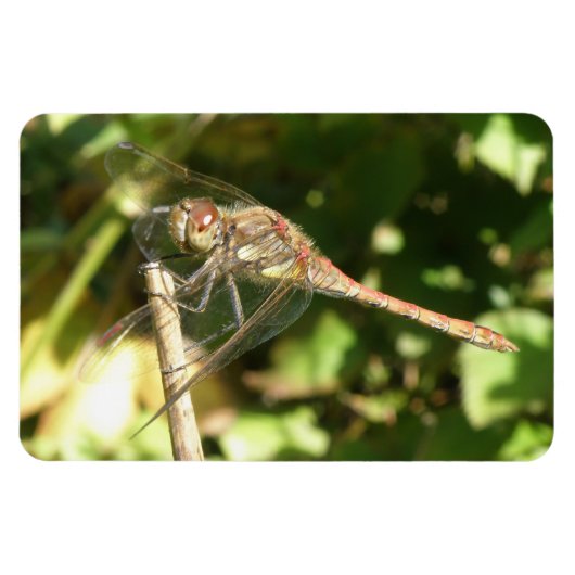 Flexible Dragonfly on the Twig Flexi Magnet (Horizontal)