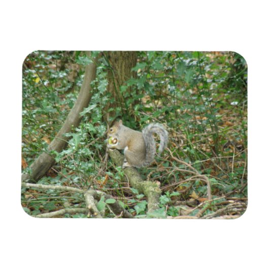 Flexible Écureuil avec Acorn Premium Magnet (Horizontal)