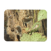 Flexible Écureuils du désert dans Tucson Magnet (Horizontal)