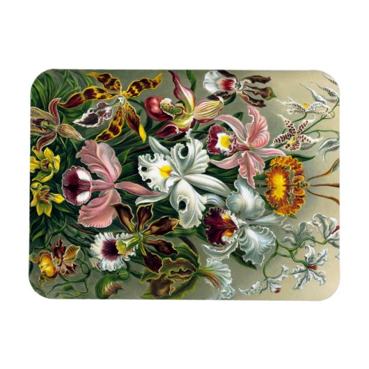 Flexible Ernst Haeckel Orchidea Magnet (Horizontal)
