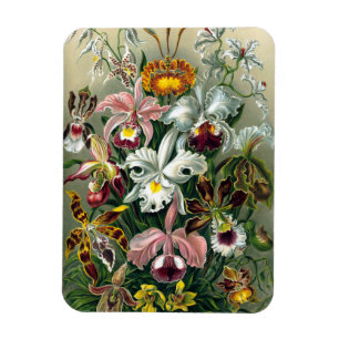 Flexible Ernst Haeckel Orchidea Magnet