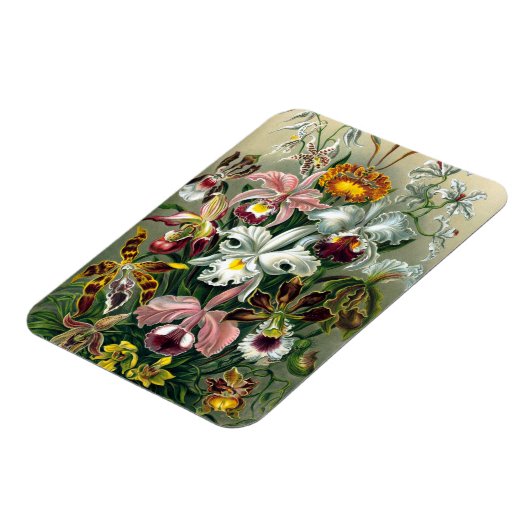 Flexible Ernst Haeckel Orchidea Magnet (Côté Gauche)