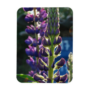 Flexible Fleurs violettes Magnet photo