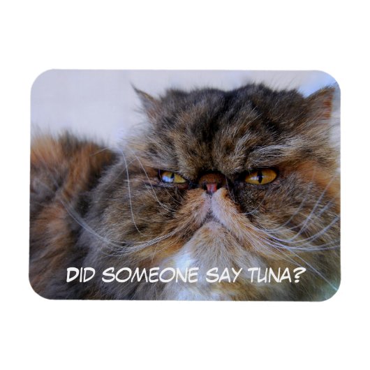 Flexible Funny Calico Persian Chat Magnet Premium (Horizontal)