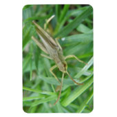 Flexible Grasshopper Premium Magnet (Vertical)