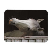 Flexible Gray Mare Magnet de cheval magnifique (Horizontal)