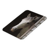 Flexible Gray Mare Magnet de cheval magnifique (Côté Gauche)